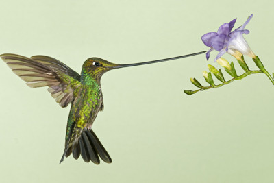 Hummingbird, sword-billed hummingbird